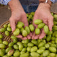 Pangallo Estate Extra Virgin 4L